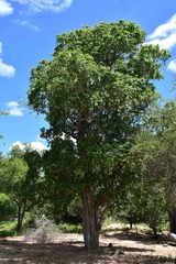 Drypetes mossambicensis