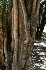 Drypetes mossambicensis