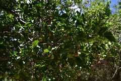 Drypetes mossambicensis