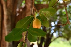 Drypetes mossambicensis