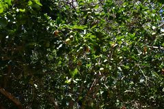 Drypetes mossambicensis