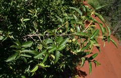 Empogona kirkii subsp. junodii image
