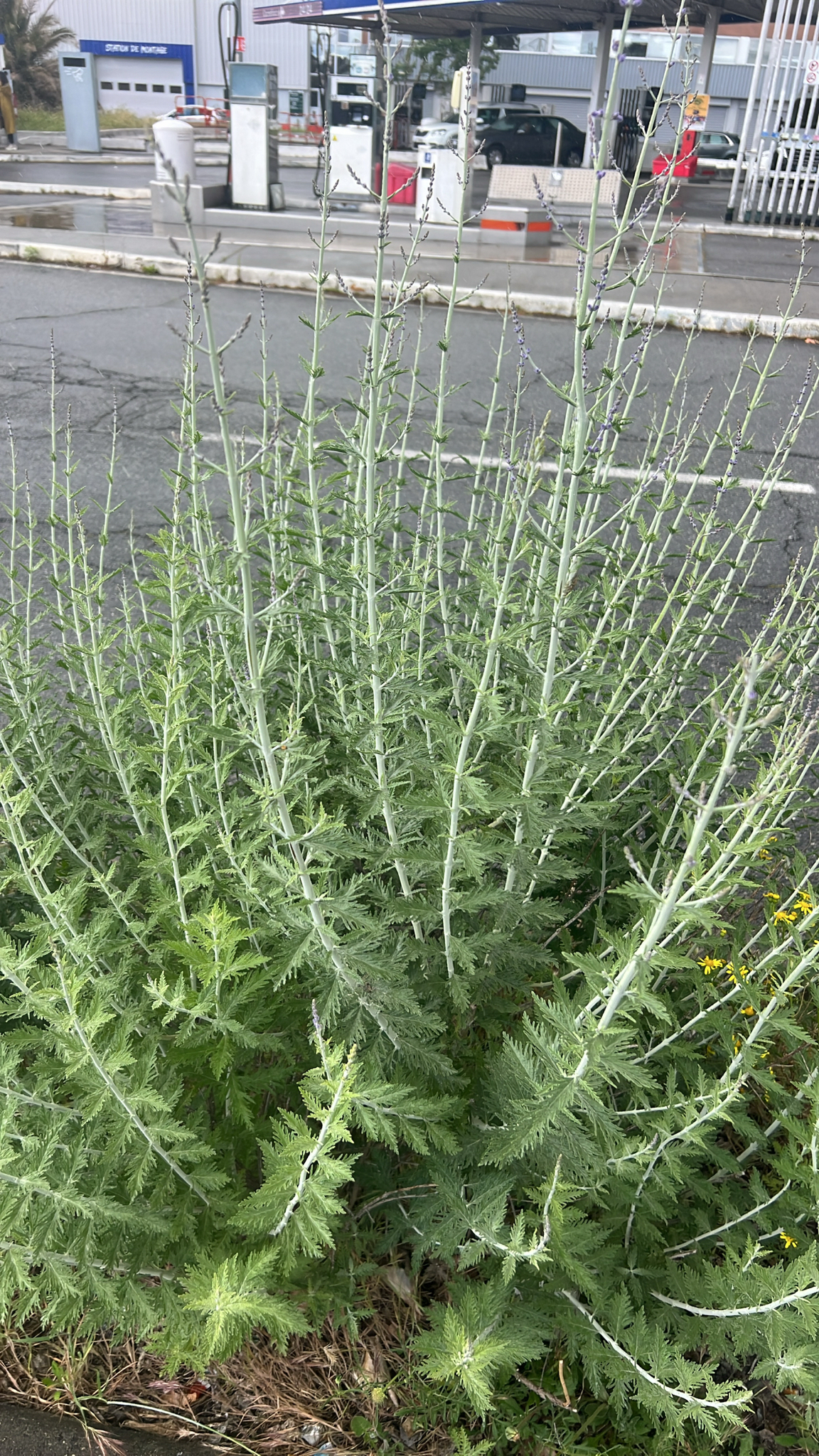 Russian sage