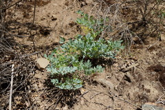 Lomatium californicum