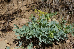 Lomatium californicum
