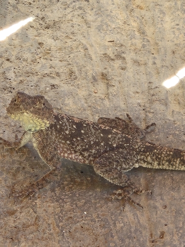 Southern Rock Agama