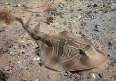 Banjo Shark photo 5