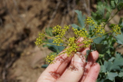 Lomatium californicum