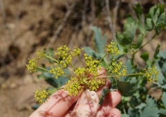 Lomatium californicum