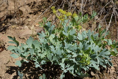Lomatium californicum