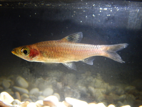 Emerald eye rasnbora (Brevibora dorsiocellata) — Cyprinidae — 3