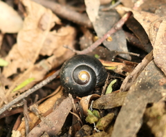 Victaphanta compacta