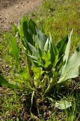 Wyethia helenioides