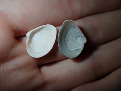 Chioneryx cardioides