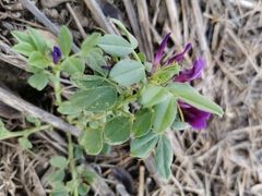 Vicia narbonensis