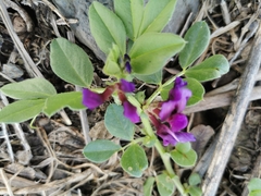 Vicia narbonensis
