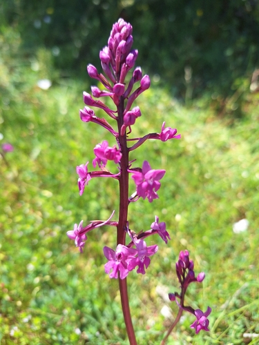 four-spotted orchis