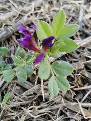 Vicia narbonensis