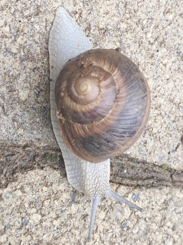 Helix cincta