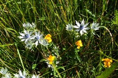 Eryngium heterophyllum