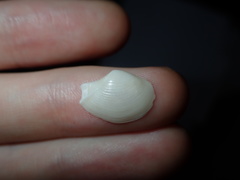 Myadora pandoriformis