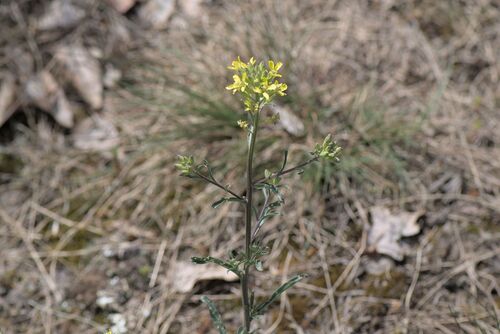 Erysimum crepidifolium, photograph 3