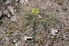 Erysimum crepidifolium, photograph (c) Lucie Hladilová, some rights reserved (CC BY)