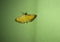 Herpetogramma hipponalis