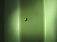 Hieromantis ephodophora