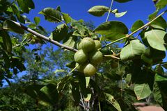 Commiphora edulis edulis