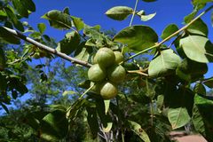 Commiphora edulis edulis