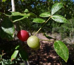 Commiphora edulis edulis