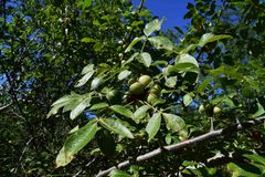 Commiphora edulis edulis