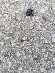 Carabus impressus