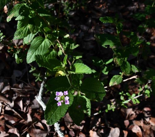 Lantana rugosa image