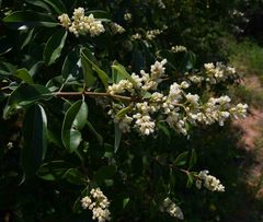 Ozoroa obovata elliptica