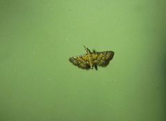 Metasia polytima