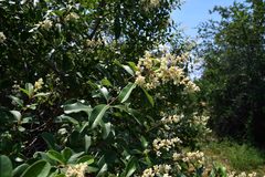 Ozoroa obovata elliptica