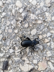 Carabus impressus