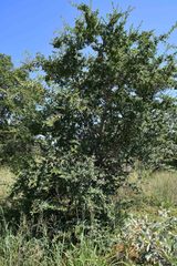 Securidaca longepedunculata