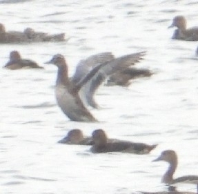 Garganey
