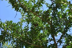 Securidaca longepedunculata