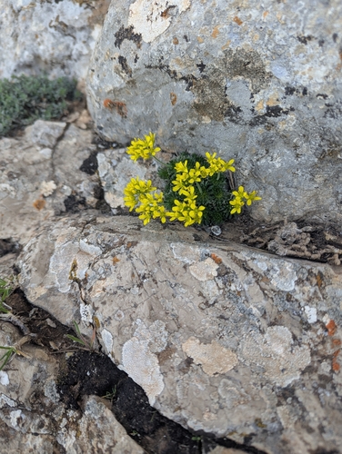 Draba hispanica, photograph 1