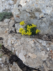 Draba hispanica, photograph (c) Sam J. Thomas, some rights reserved (CC BY)