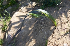 Calochortus pulchellus