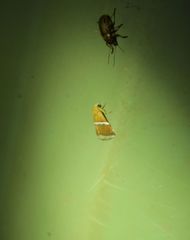 Eublemma lozostropha