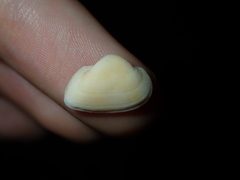 Striarca pisolina