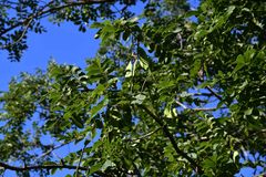 Xeroderris stuhlmannii