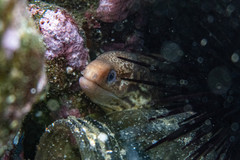 Gymnothorax cribroris