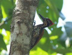 Chrysocolaptes guttacristatus